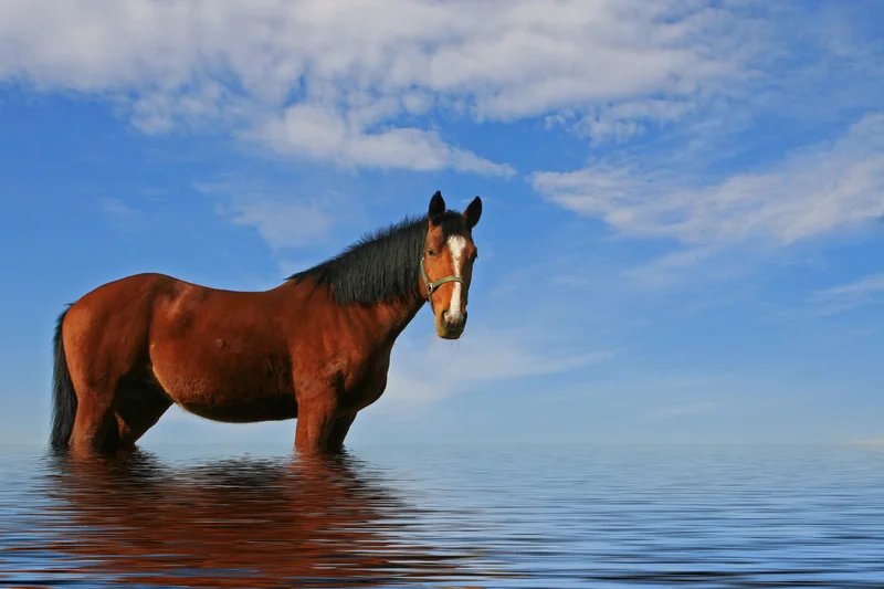 You can lead a horse to water, but you can't make him drink